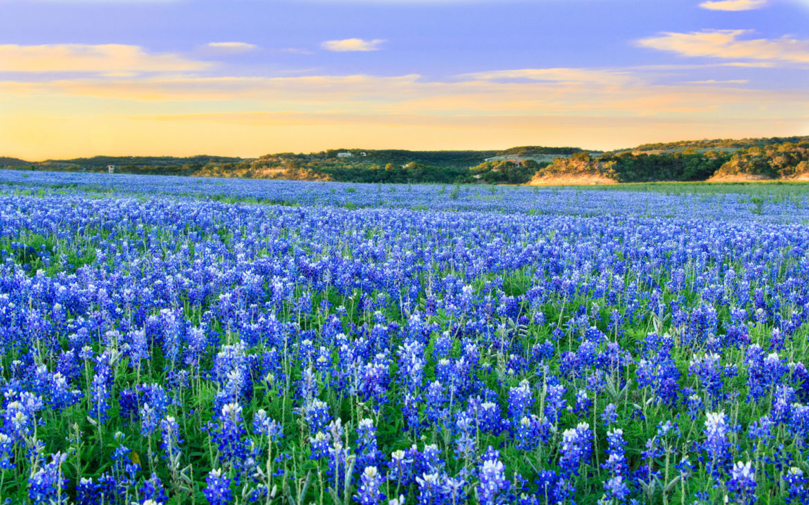 field of Texas bluebonnets